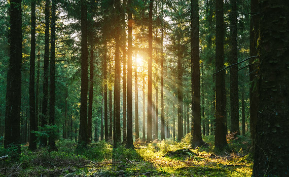 Engagement environnemental carte Affaires